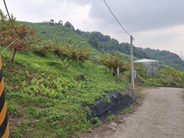 東勢農地-14