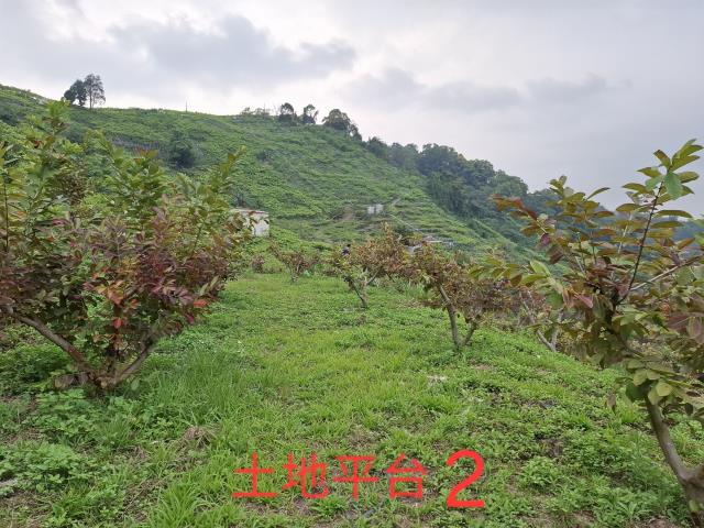 東勢農地-3